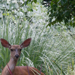 deer1