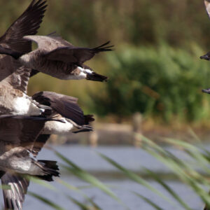 geese
