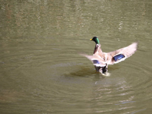 duck