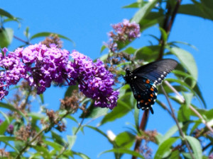 lilac