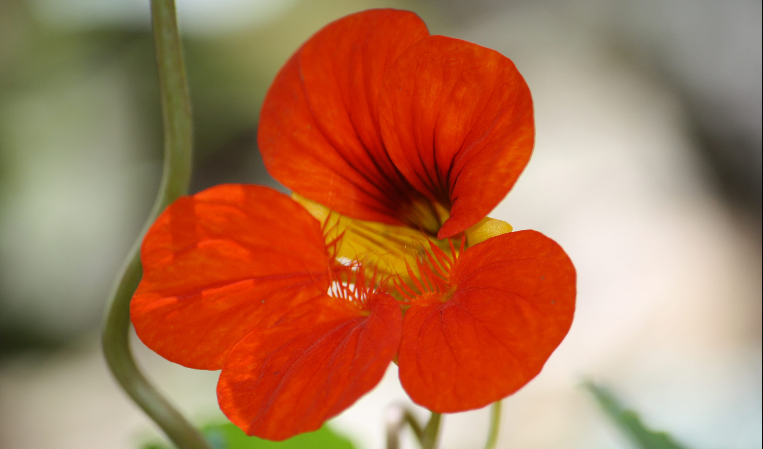 nasturtium