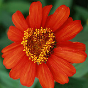 YourHeartInBloom