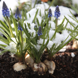 FlowersInSnow
