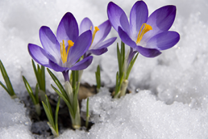 purplecrocuses