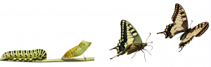 spiritatwork butterfly38380192