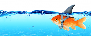 fishvisionsplashimage