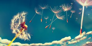 dandelionsplash