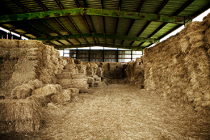 memory haybarn