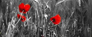 redpoppies splash