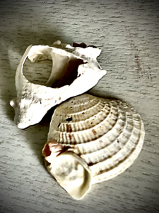 shells