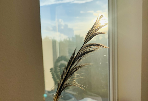 feather splash