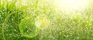 morningdew splash