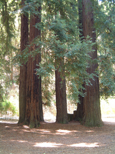 redwoodstand