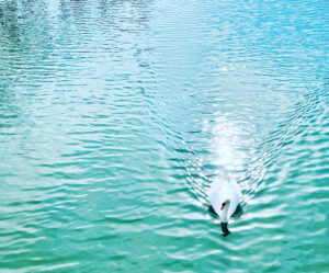 Barbara Burke Photography