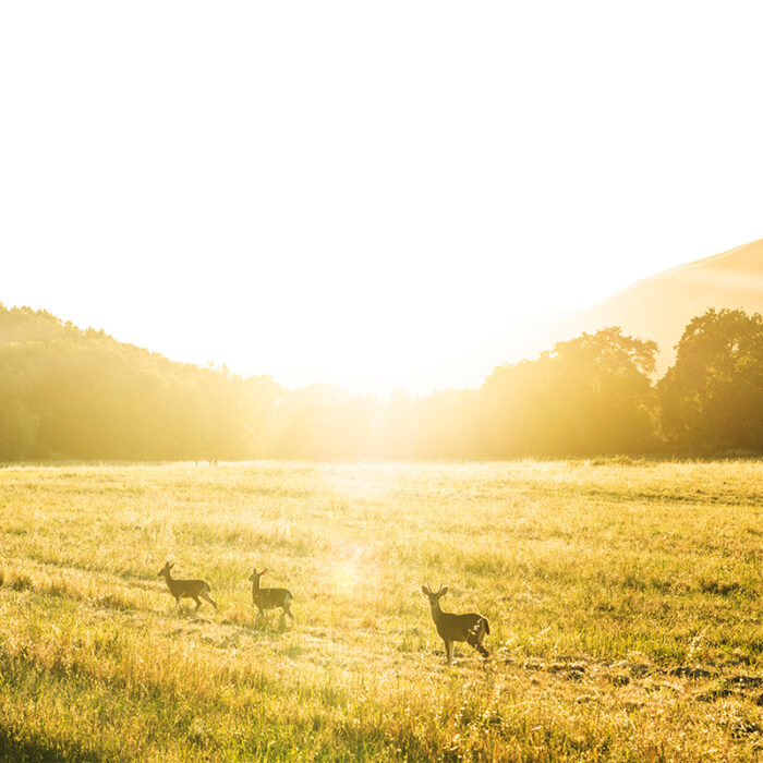 IONS_Jordan_Engle_LNS_6007-1200x800