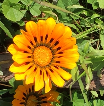 YellowFlower YellowFlower