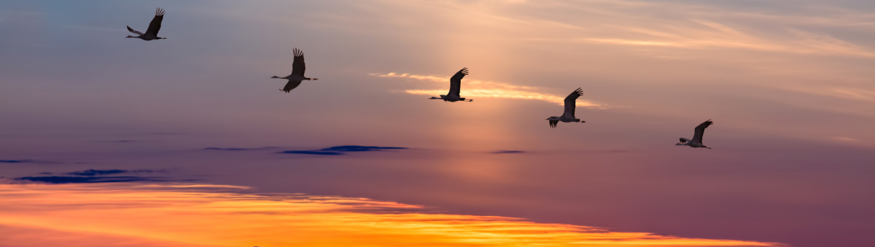 geesesunrise geesesunrise